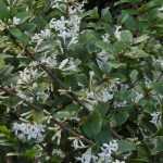 Osmanthus: planting, pruning and maintenance