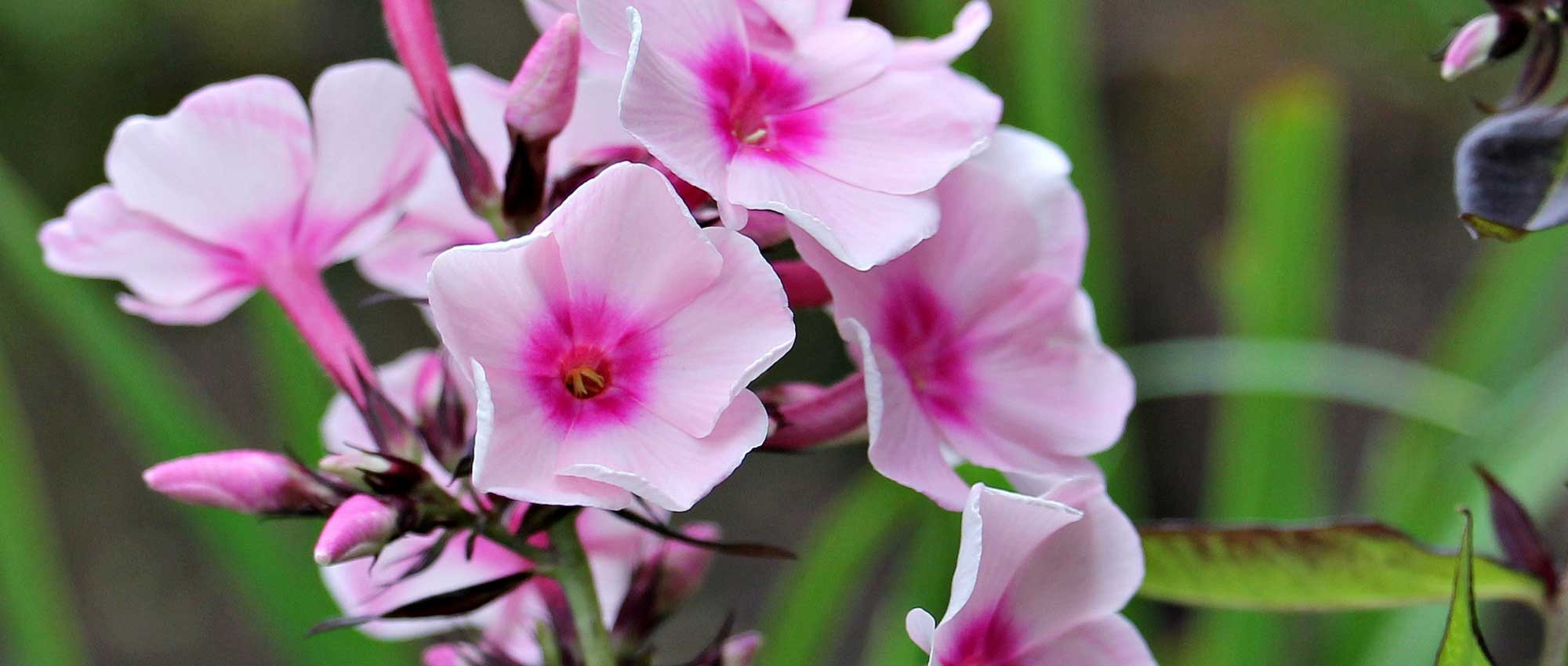 Phlox: planting, growing and care