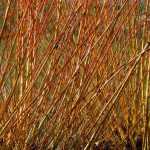Basketry: the art of weaving plants