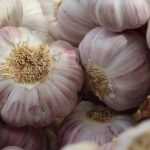 Garlic: planting, growing, harvesting in the vegetable garden
