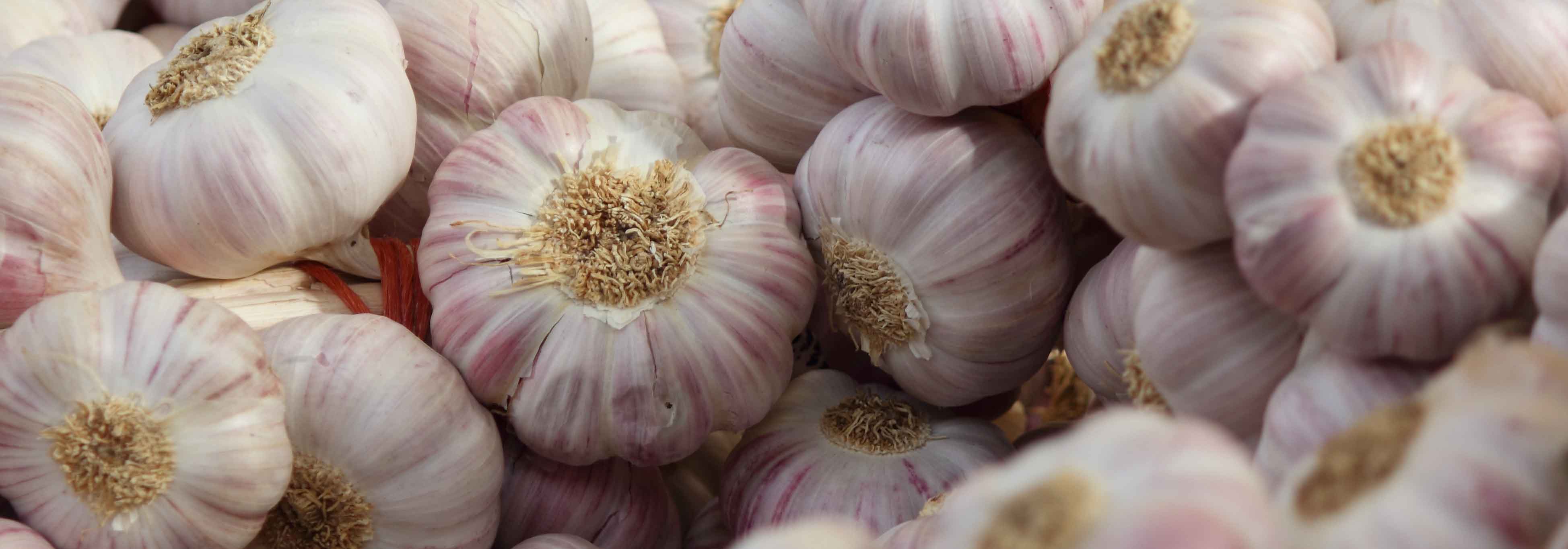 Garlic: planting, growing, harvesting in the vegetable garden