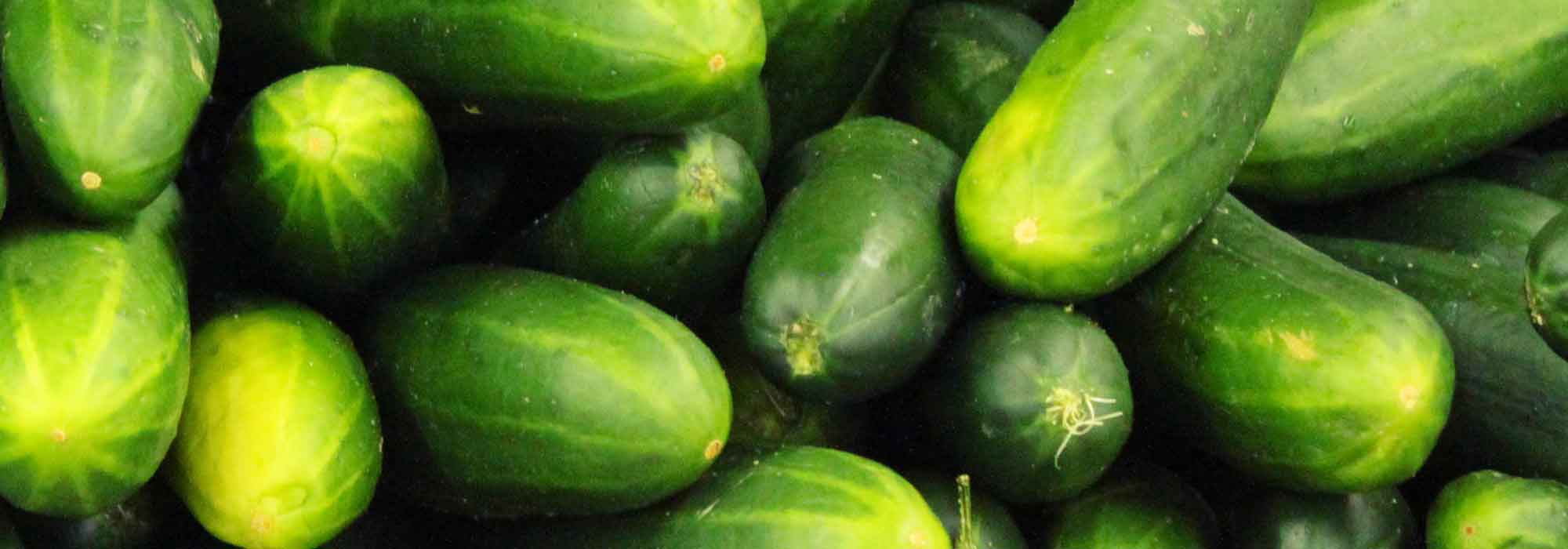 Cucumber and gherkin: sowing, planting, cultivation, pruning