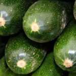 Courgette: sowing, planting, growing in the vegetable garden