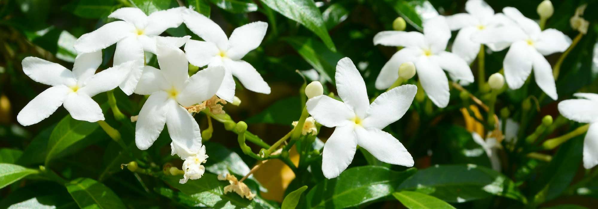 Jasmin : planting, pruning and care