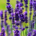 Lavender: planting, growing, pruning