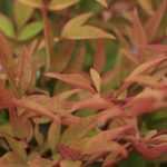 Sacred bamboo, Nandina domestica: planting, pruning, care