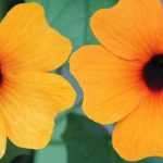 Black-eyed Susan : sowing, planting and care