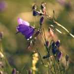 Campanulas: planting, growing and care