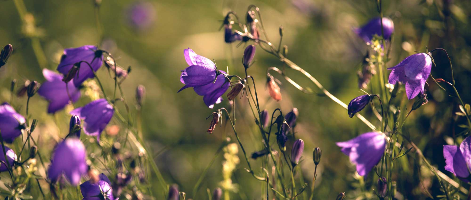 Campanulas: planting, growing and care