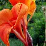 Canna: planting, growing and care