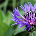 Centaury: sowing, planting and care