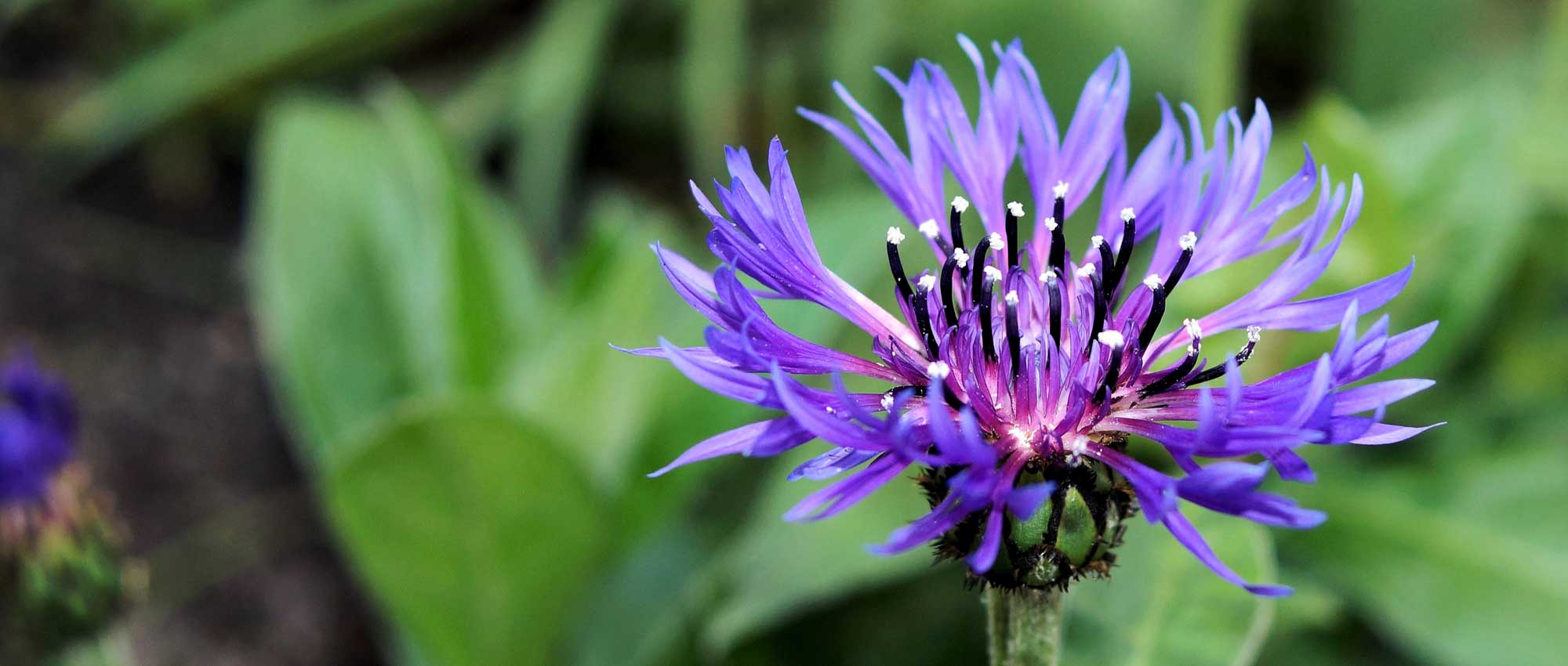 Centaury: sowing, planting and care