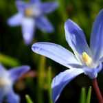 Chionodoxas: planting, growing and care