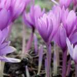 Colchicum: growing, planting and care