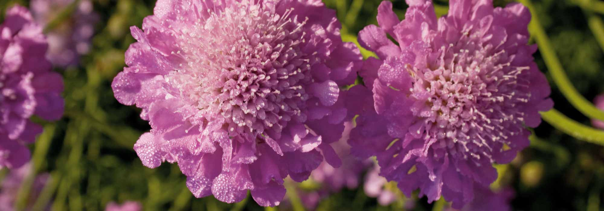 Scabiosa: sowing, planting and growing