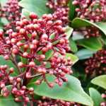 Skimmia : planting, pruning and care