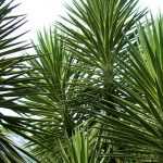 Outdoor yucca: choice, planting, care, in pot or in the garden