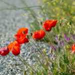 Mower breakdown: the benefits of letting the herb grow