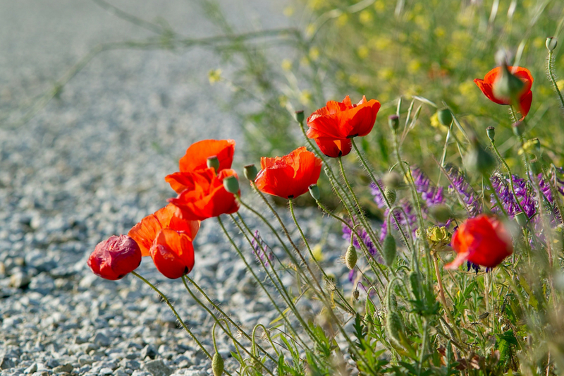 Mower breakdown: the benefits of letting the herb grow