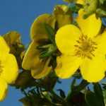 Cinquefoil, potentilla: planting, caring, pruning