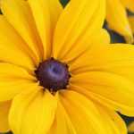 Annual Rudbeckia: sowing, planting, care