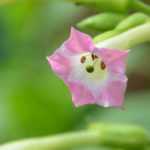 Ornamental tobacco, Nicotiana : sowing, planting, cultivation