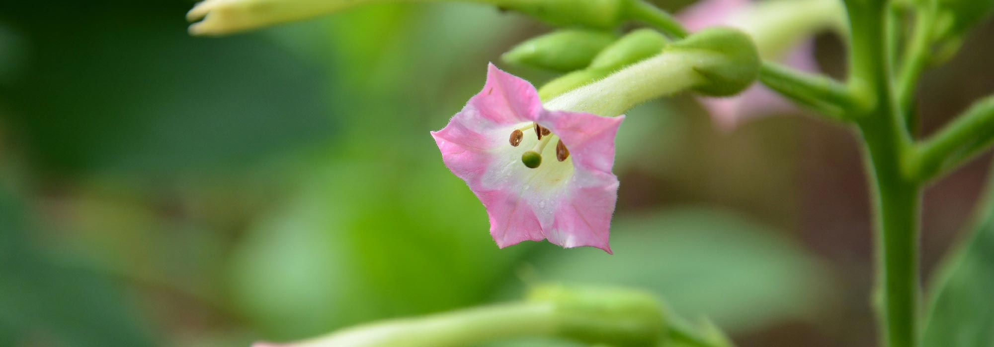 Ornamental tobacco, Nicotiana : sowing, planting, cultivation
