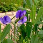 Baptisia or false indigo: sowing, planting and growing