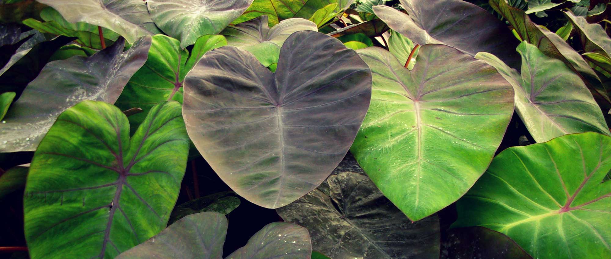 Colocasia: planting, growing and care