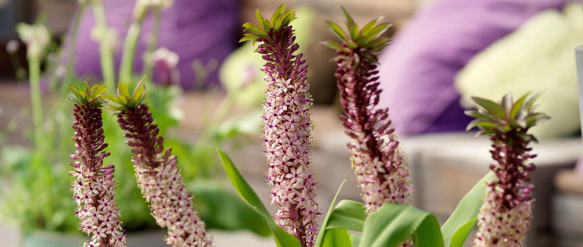 Eucomis or pineapple lily: planting, growing and care