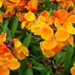 Gillyflowers: sowing, planting, growing and maintaining