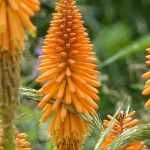 Kniphofia, Red hot poker : planting, growing and care