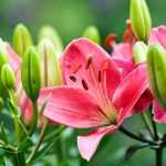 Lily: planting, cultivation and maintenance