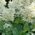 Rodgersia: planting, growing and care
