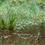 5 things to do in the garden to reduce the risk of flooding