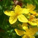 Hypericum, St John's wort: planting, pruning, maintenance