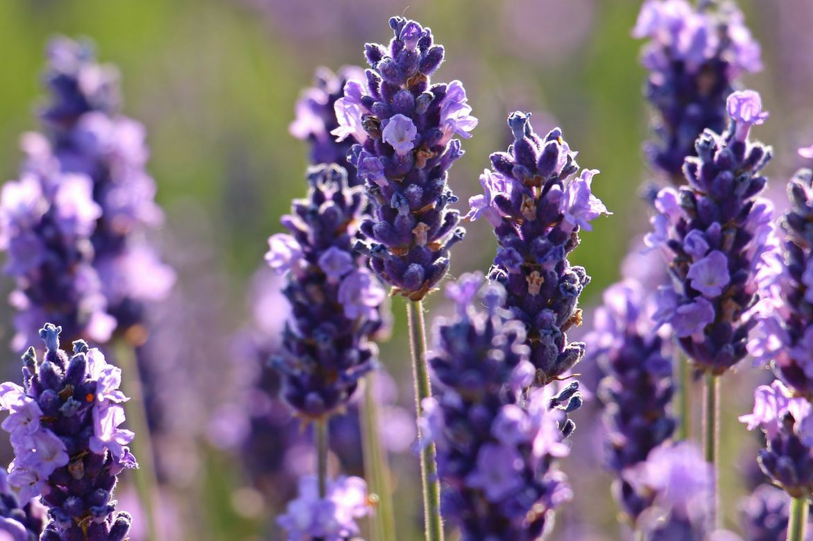 Lavenders: the safe bets