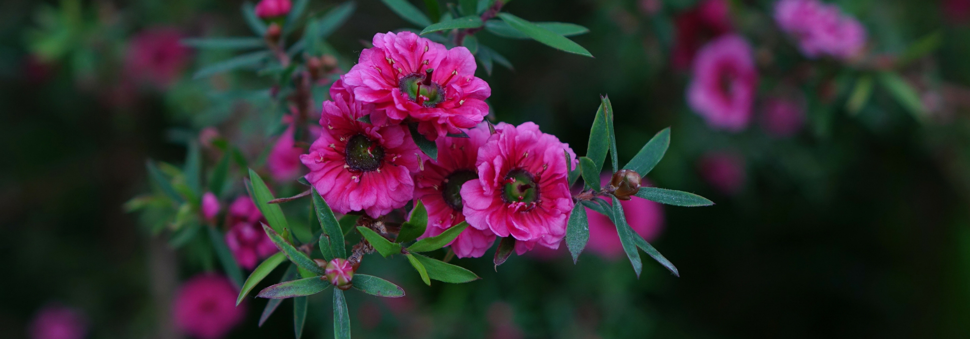 Tea tree, Leptospermum: planting, pruning and care