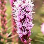 Button snake, Liatris spicata: planting and care