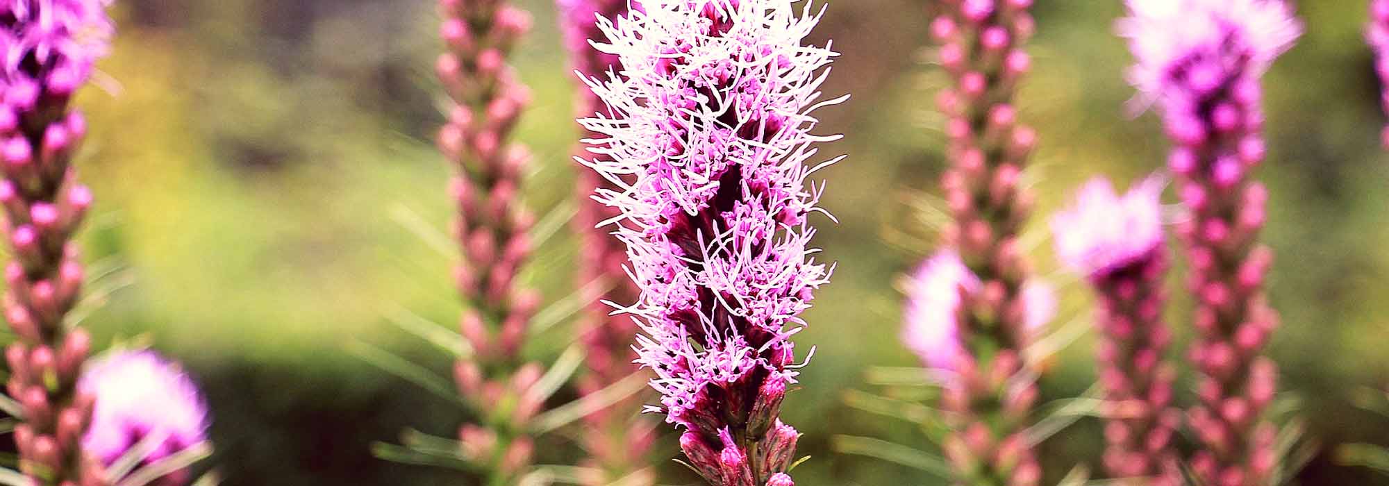 Button snake, Liatris spicata: planting and care