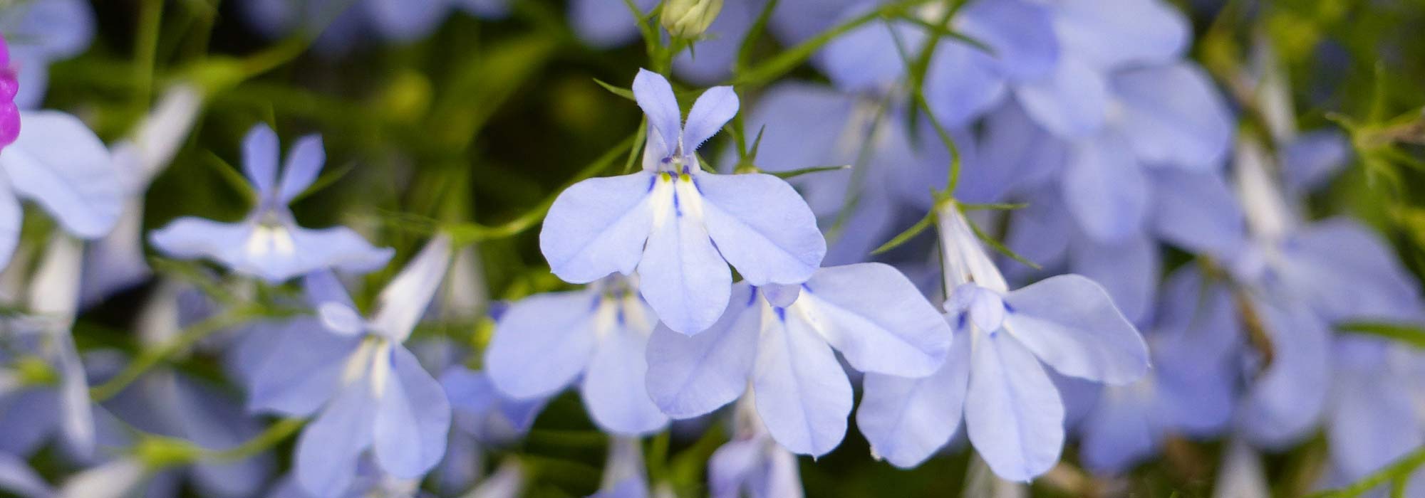 Lobelia: sowing, planting, growing and care