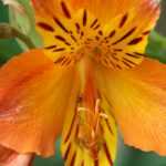 Inca lily, alstroemeria: to plant, to grow, to maintain
