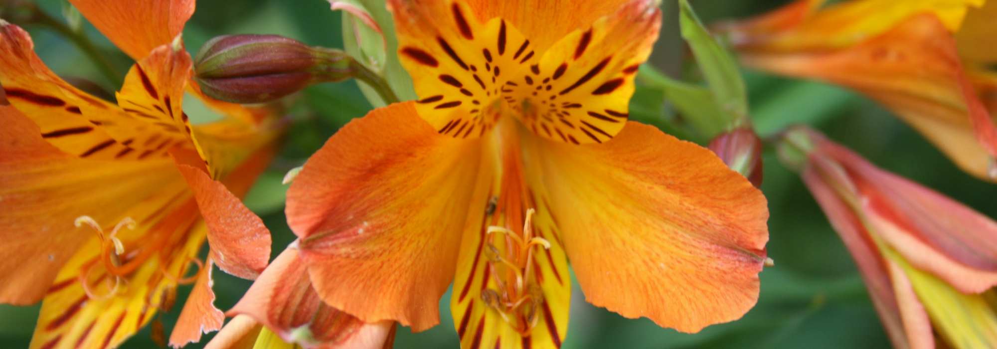 Inca lily, alstroemeria: to plant, to grow, to maintain