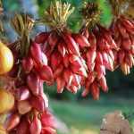 Onion : sowing, planting, cultivation, harvest