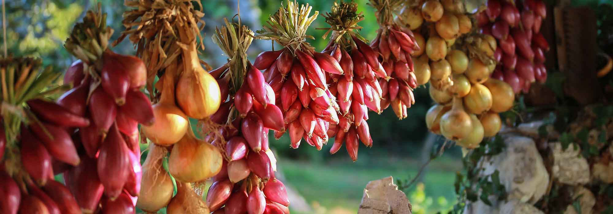 Onion : sowing, planting, cultivation, harvest