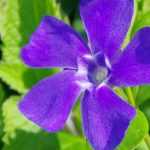 Periwinkle: planting, growing and care