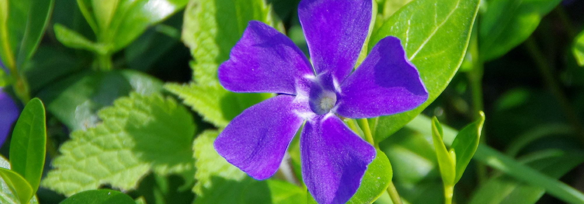 Periwinkle: planting, growing and care