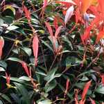 Photinia: planting, pruning and care