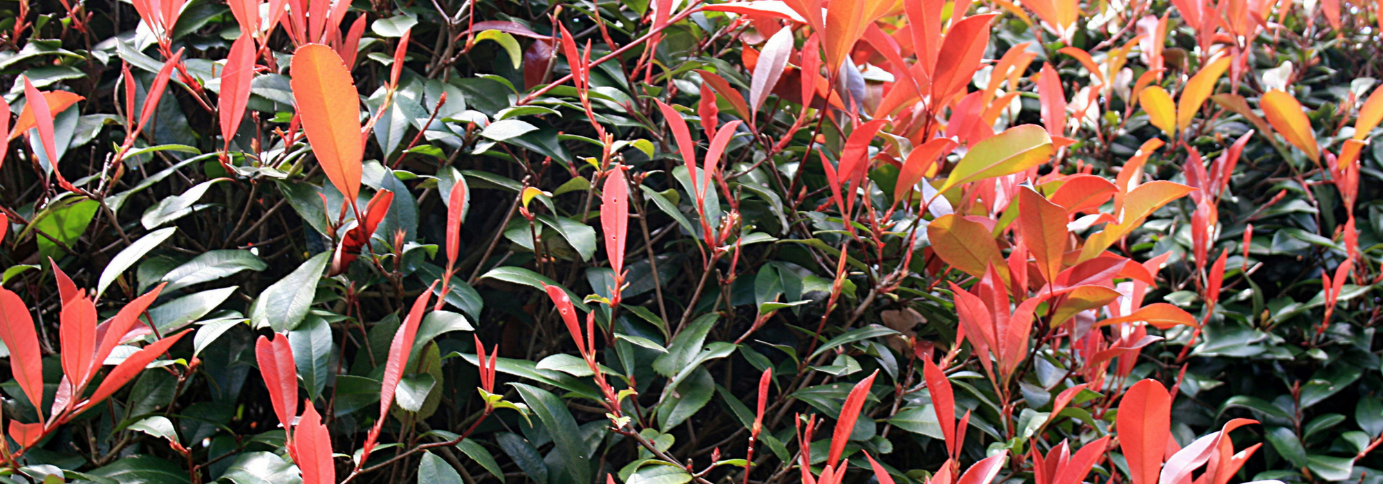 Photinia: planting, pruning and care