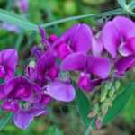 Sweet peas: planting, growing, care and use